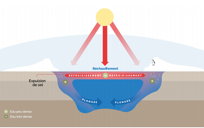 Schéma du mécanisme des courants de densité : près des pôles, l’eau se refroidit et la glace expulse son sel ; cette eau très dense plonge vers le fond, sous l’eau peu dense de la surface