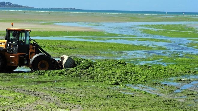 Un tracteur ramasse des algues vertes qui recouvrent une plage à marée basse