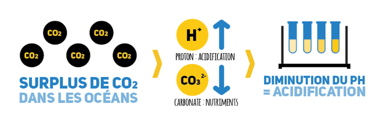 Schéma : un surplus de CO2 dans les océans augmente les protons H+ et diminue les carbonates, ce qui fait baisser le pH et provoque l’acidification