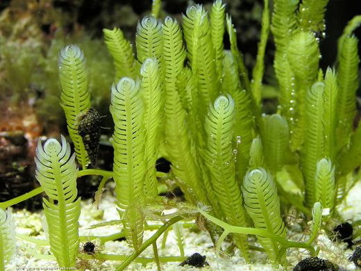 Algue verte Caulerpa taxifolia aux frondes en forme de plumes