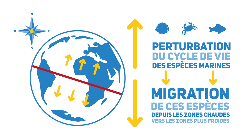 Schéma : le réchauffement perturbe le cycle de vie des espèces marines, qui migrent des zones chaudes vers les zones plus froides