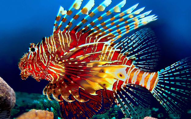 Poisson-lion aux nageoires rayées déployées en éventail