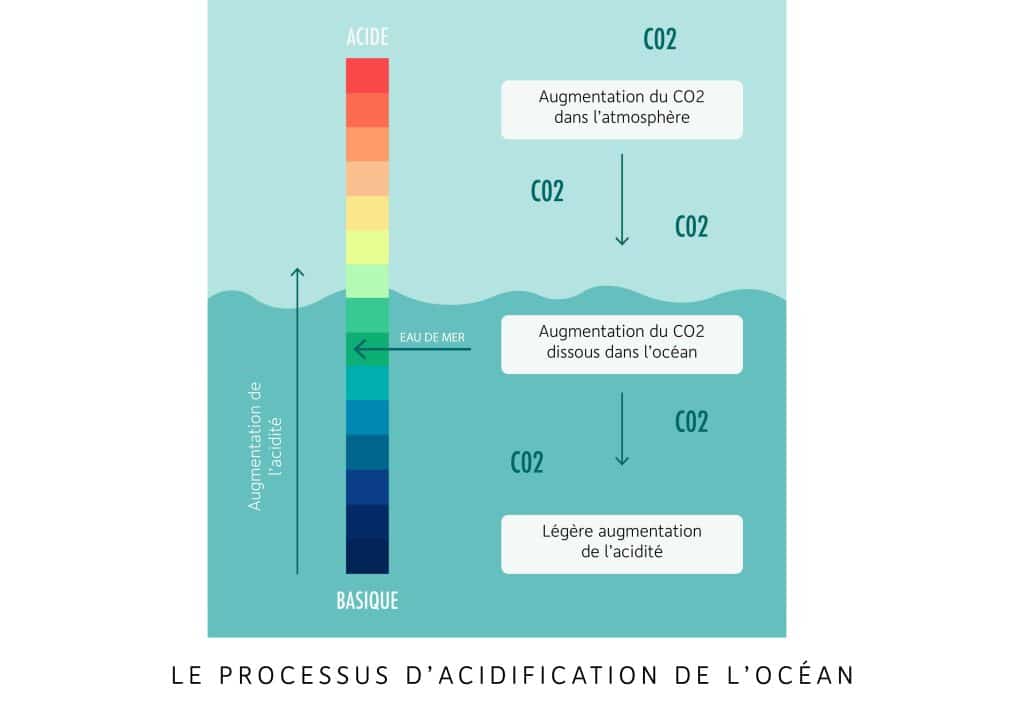 Schéma du processus d’acidification de l’Océan : l’augmentation du CO2 dans l’atmosphère augmente le CO2 dissous dans l’Océan, ce qui entraîne une légère augmentation de l’acidité, visible sur une échelle de pH