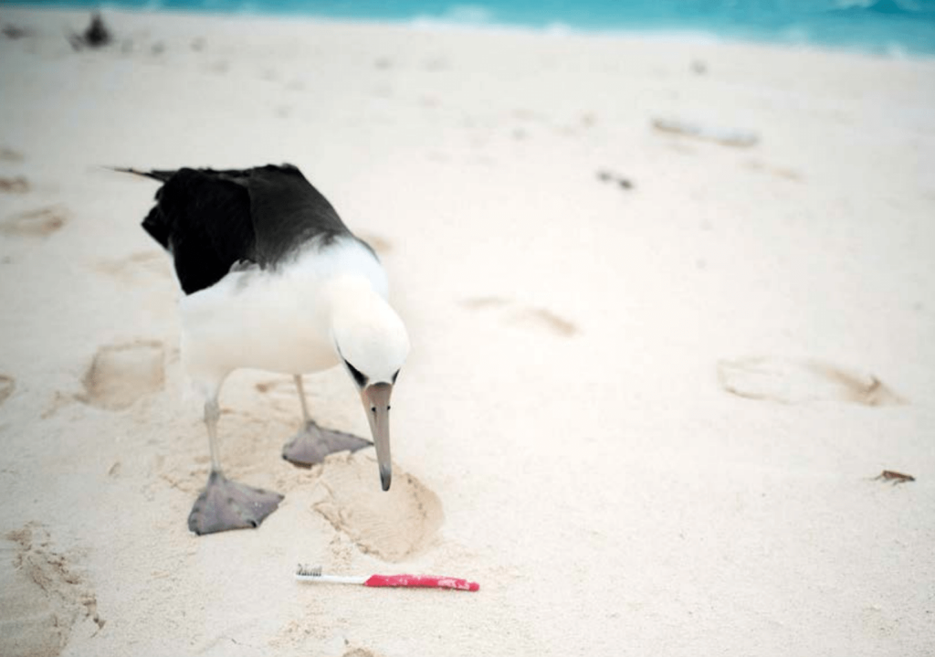 Un albatros sur une plage de sable blanc, le bec tendu vers une brosse à dents en plastique rose échouée à ses pieds.