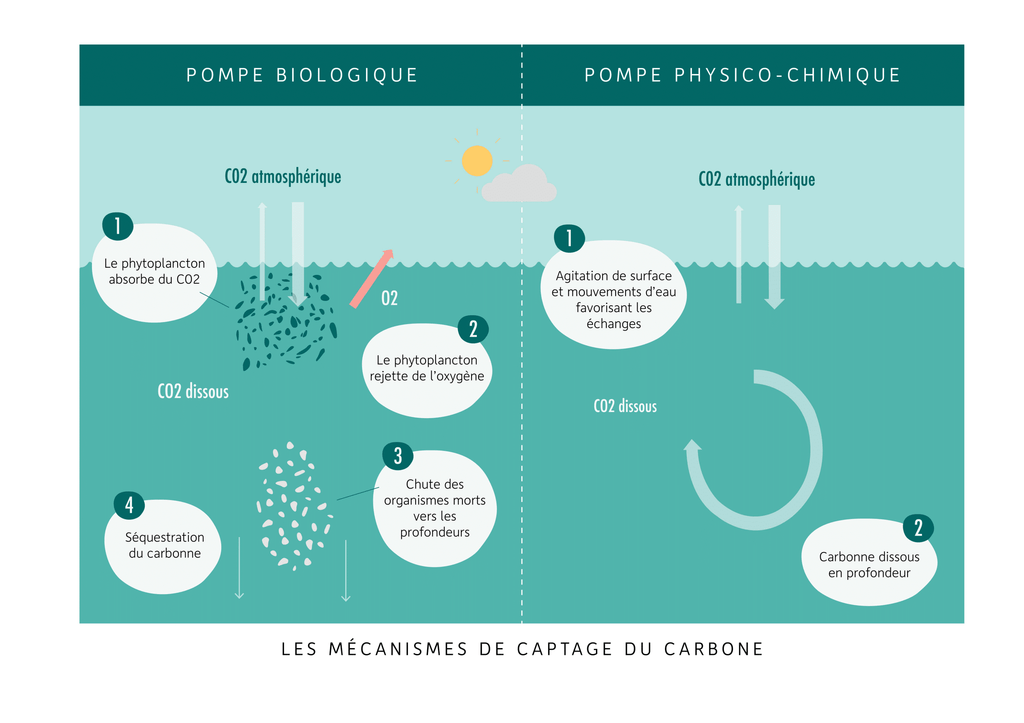 Schéma des mécanismes de captage du carbone par l’Océan : la pompe biologique (le phytoplancton absorbe le CO2, puis les organismes morts chutent vers les profondeurs et y stockent le carbone) et la pompe physico-chimique (le CO2 atmosphérique se dissout à la surface puis est entraîné en profondeur)