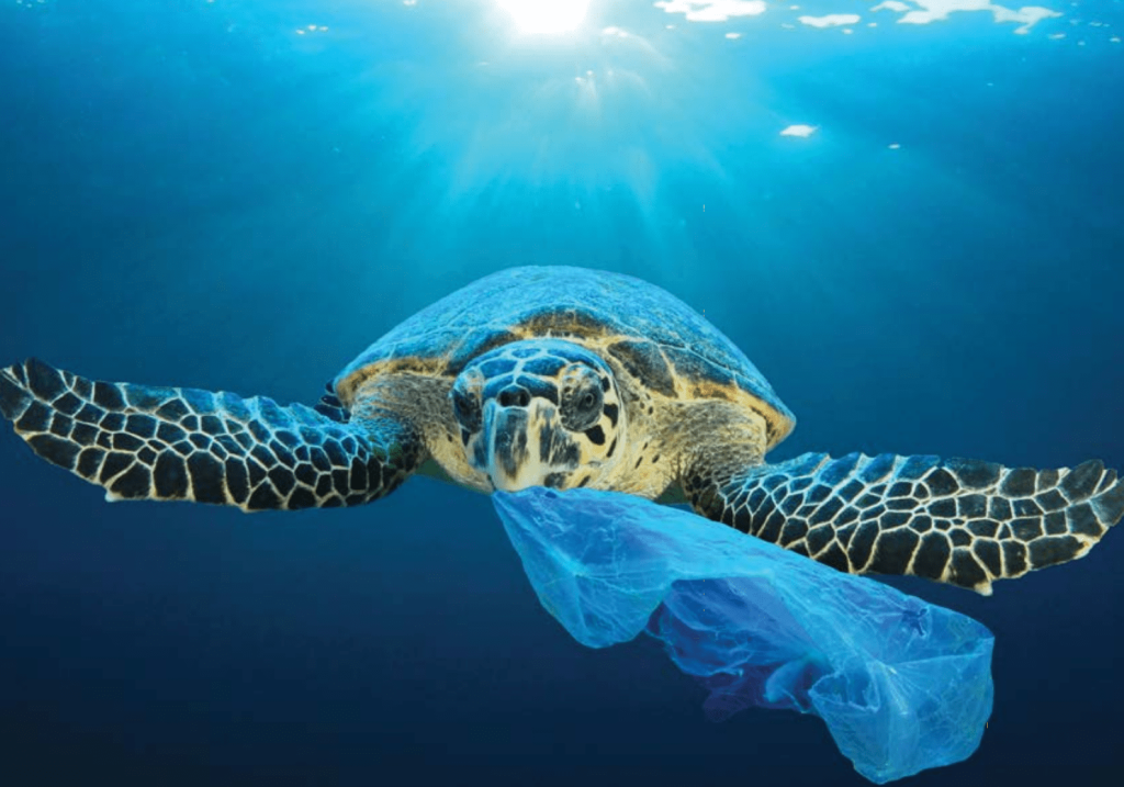 Une tortue de mer nage sous l’eau en mordant un sac plastique bleu transparent qui ressemble à une méduse.