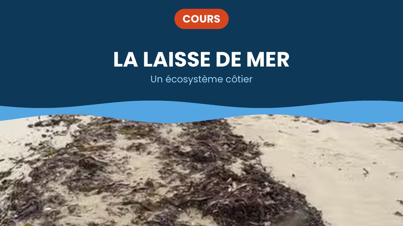 la laisse de mer