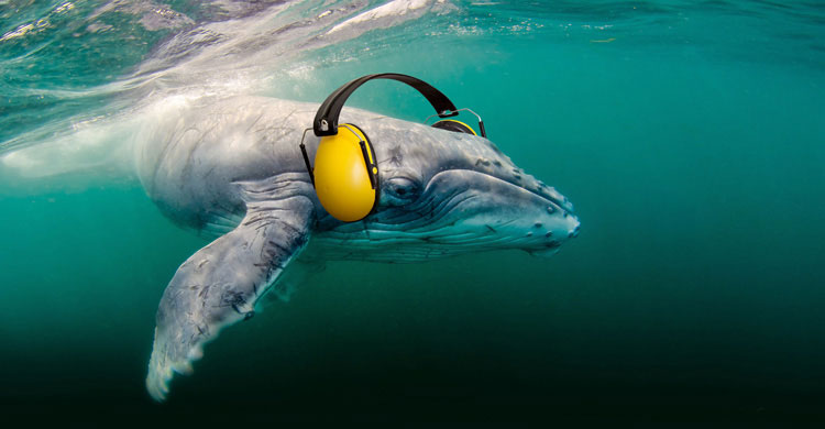 Illustration d’une baleine portant un casque antibruit, symbolisant la pollution sonore sous-marine.