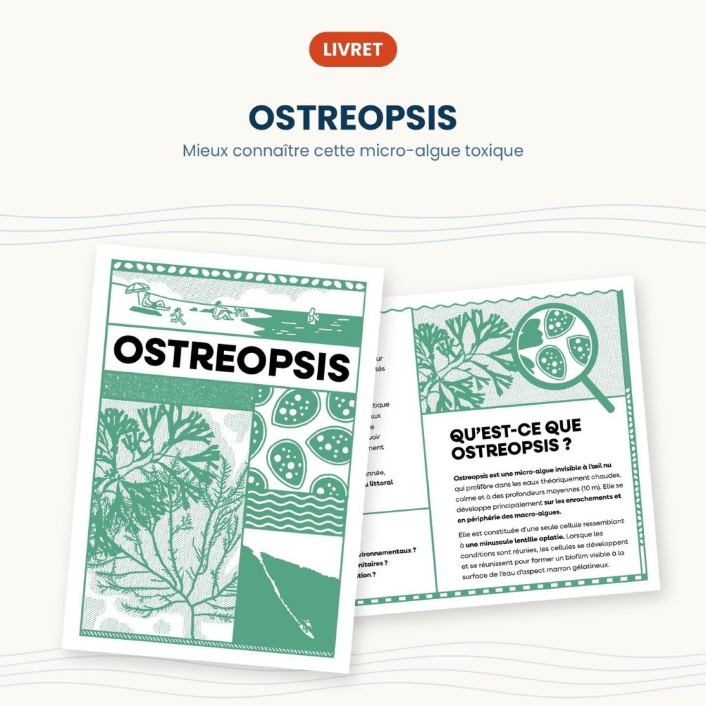 ostreopsis miniature