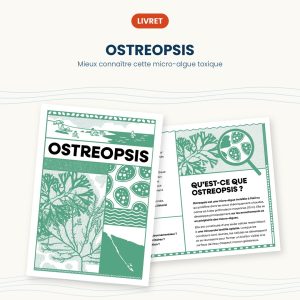 ostreopsis miniature