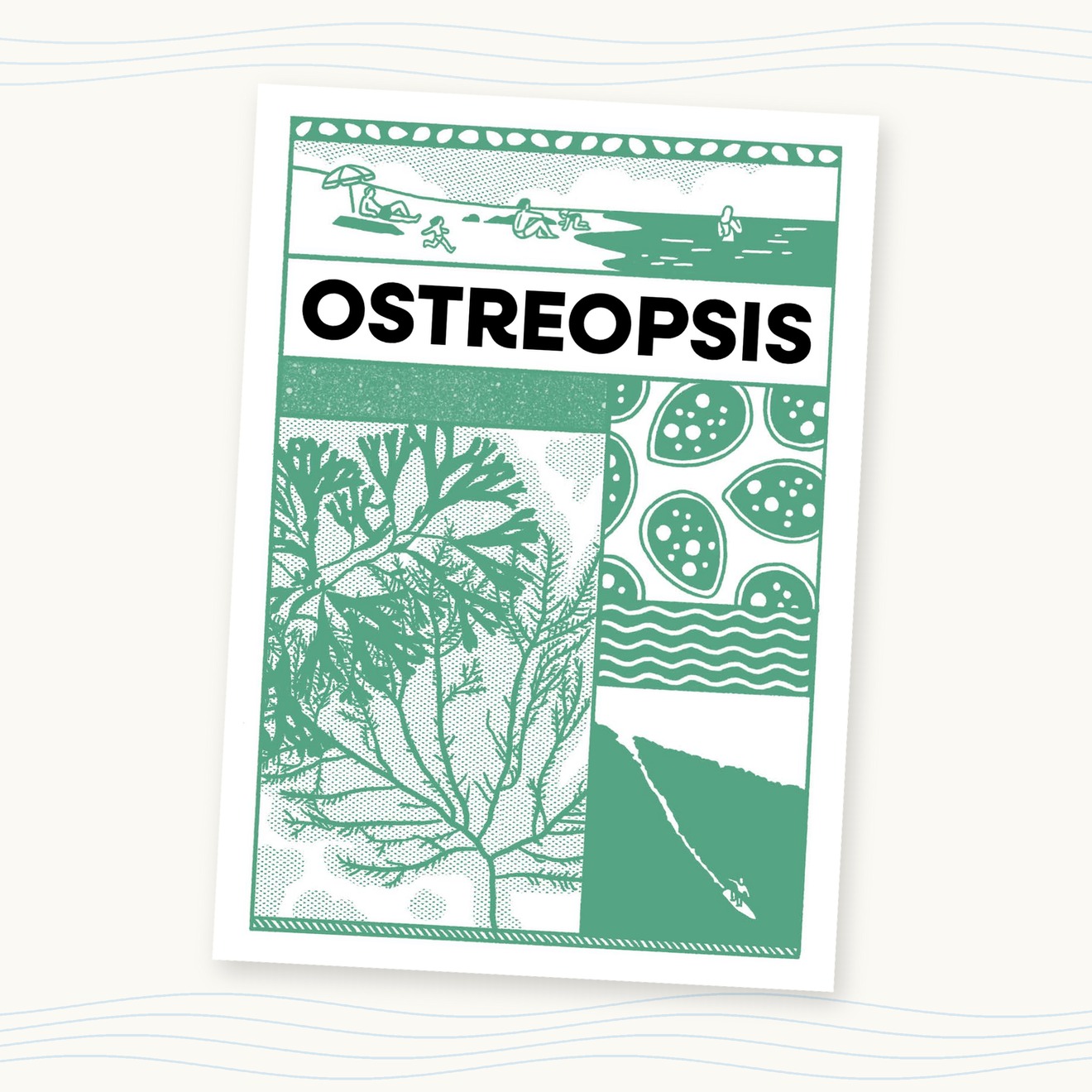 Ostreopsis – Image 2