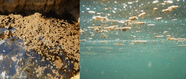 Deux photos : à gauche, un rocher sous l’eau recouvert d’une pellicule brune d’Ostreopsis ; à droite, des amas bruns de cellules flottant près de la surface.