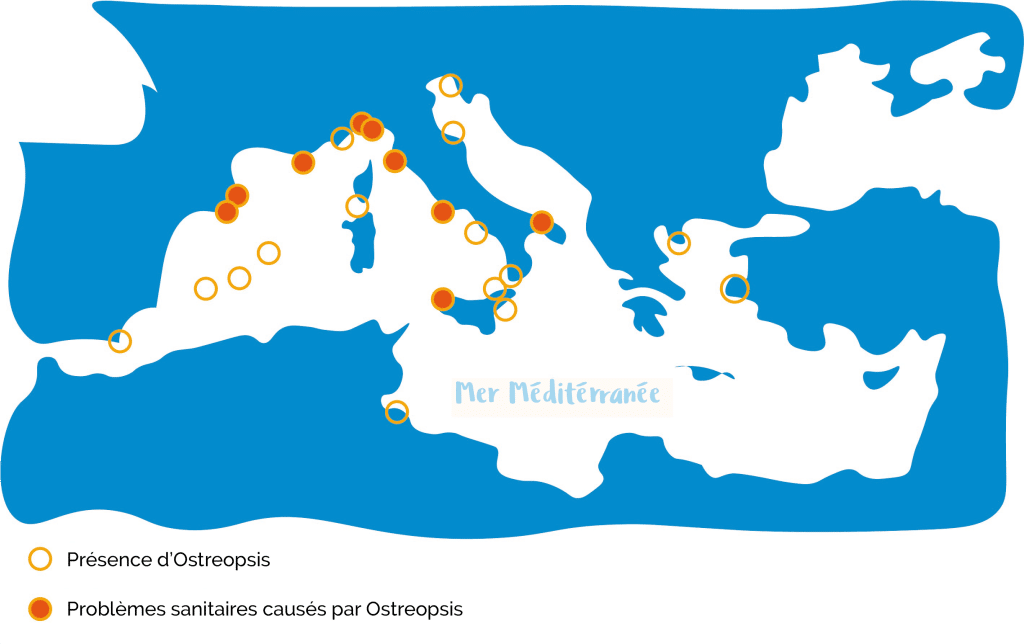 Carte de la mer Méditerranée : des cercles signalent la présence d’Ostreopsis, surtout sur les côtes de l’Espagne, de la France, de l’Italie, de la Croatie et de la Grèce ; des points orange pleins indiquent les sites où des problèmes sanitaires ont été causés par Ostreopsis, principalement en Espagne, en France et en Italie.