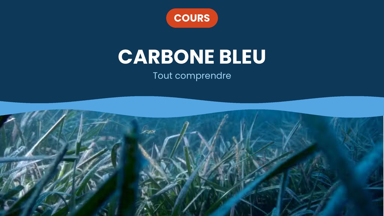 carbone bleu