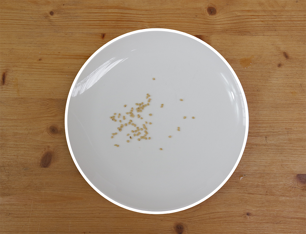 Des graines de tomate étalées sur une assiette blanche.