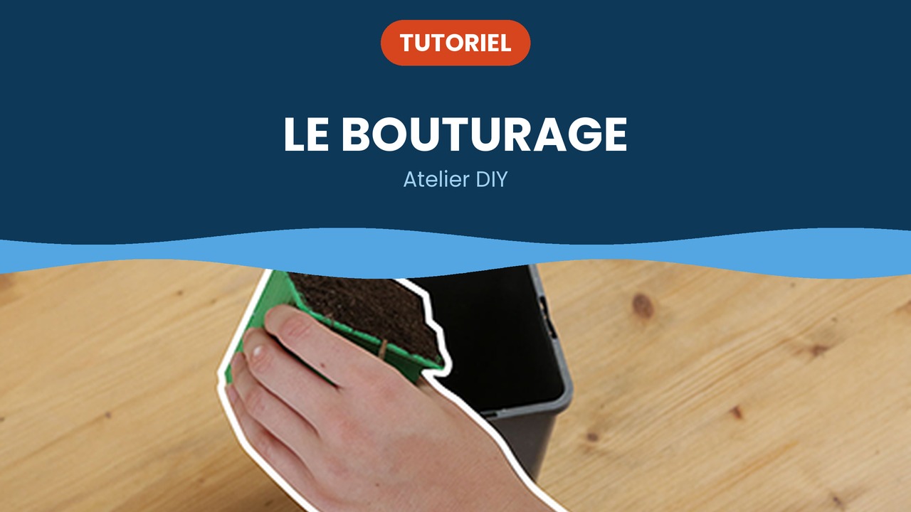 le bouturage