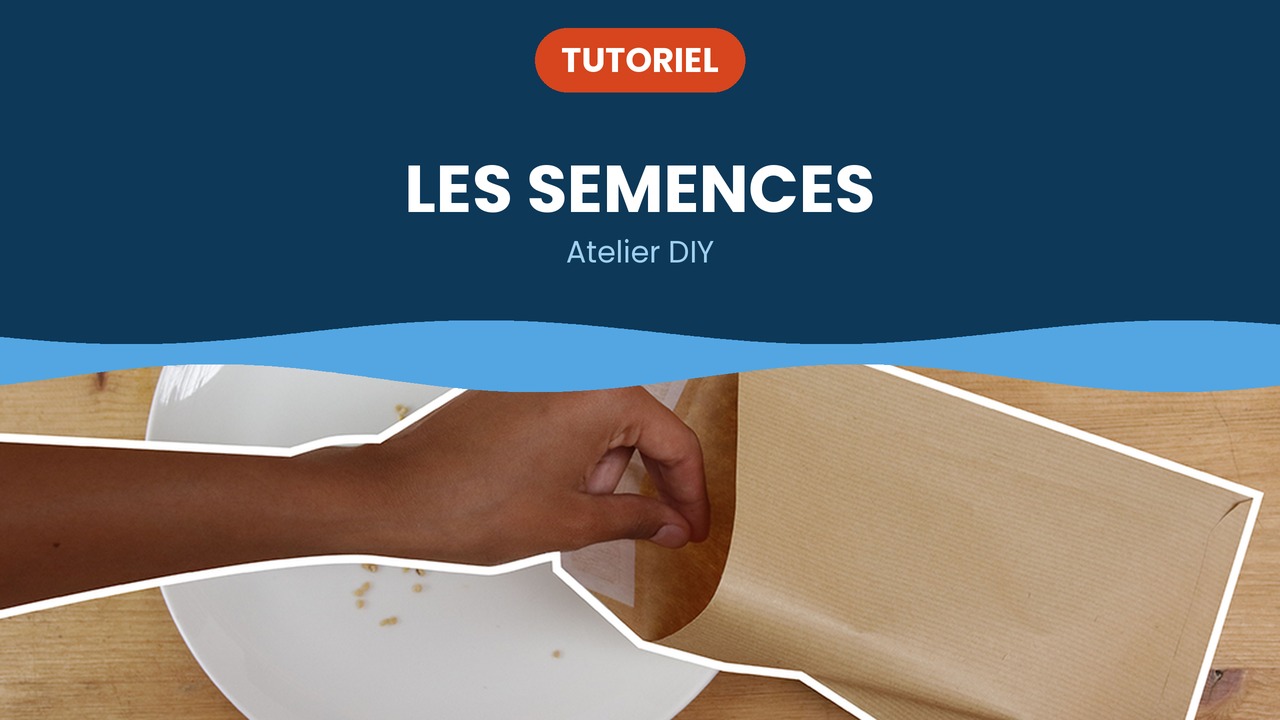 les semences