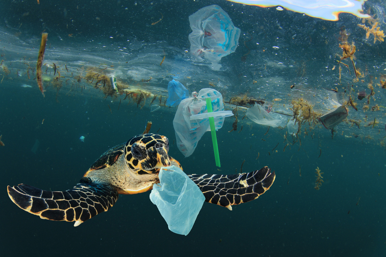 Une tortue marine nage au milieu de sacs, de gobelets et de pailles en plastique flottant sous la surface de l’eau