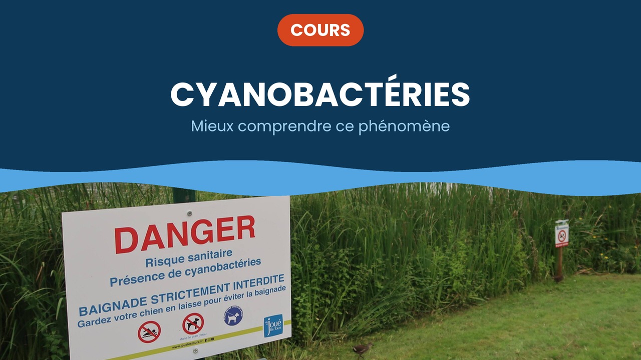 cyanobactéries