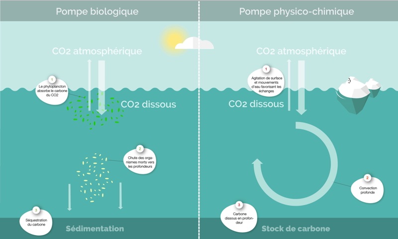 illustration des mécanismes biologiques et physico-chimique de captage de carbone surfrider Océan, puits de carbone