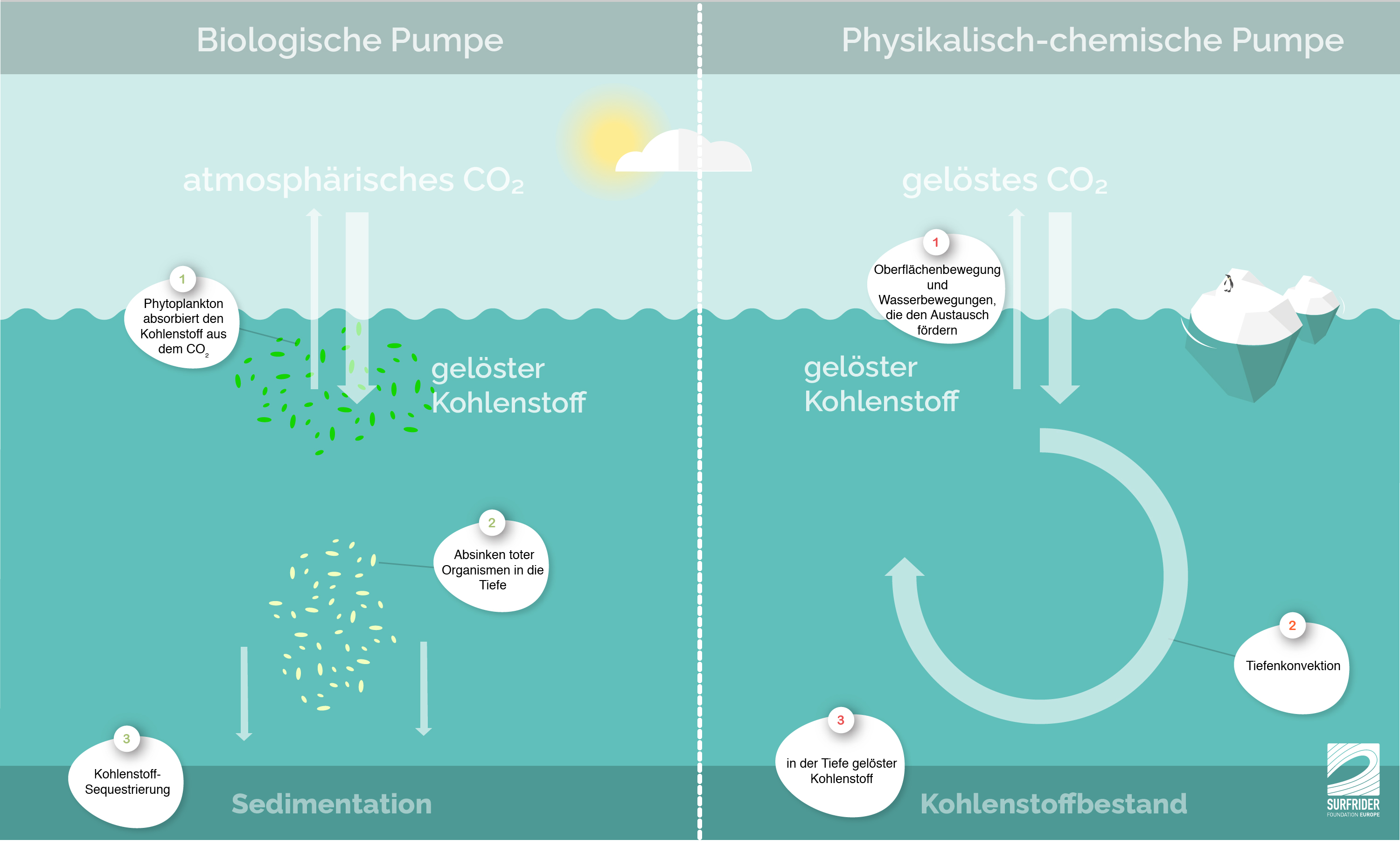 Kohlenstoffsenke Ozean | Surfrider Ocean Campus